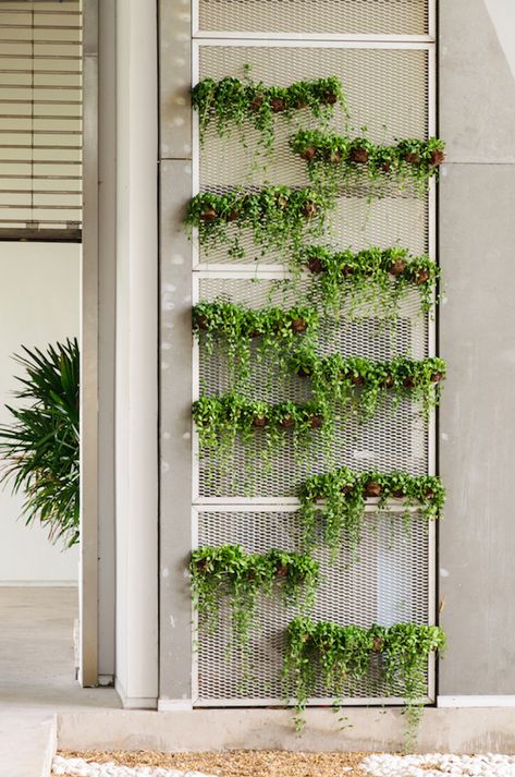 Wall Garden Indoor, Backyard Herb Garden, Vertikal Garden, Garden Watering System, Vertical Garden Indoor, Backyard Garden Landscape, Vertical Garden Wall, Garden Frame, Vertical Garden Diy