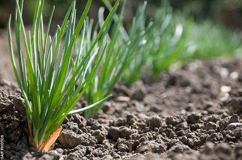 Growing Winter Vegetables, Vegetables To Grow, Winter Vegetables Gardening, Winter Gardening, Veg Patch, Black Thumb, Nursery Garden, Allotment Gardening, Green Things