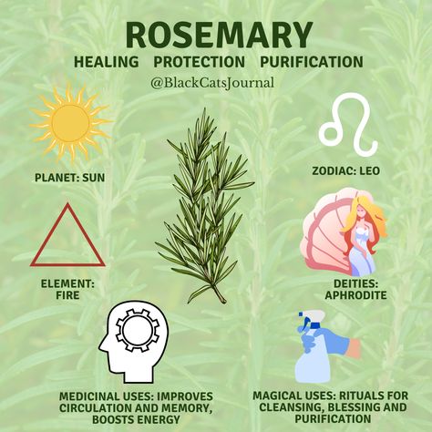 Rosemary Magical Correspondence, Rosemary Medicinal Uses, Rosemary Correspondence, Rosemary Herb Magic, Burning Rosemary Witchcraft, What Is Rosemary Good For, Rosemary Benefits Healing Herbs, Burning Rosemary Benefits, Rosemary Herb Benefits