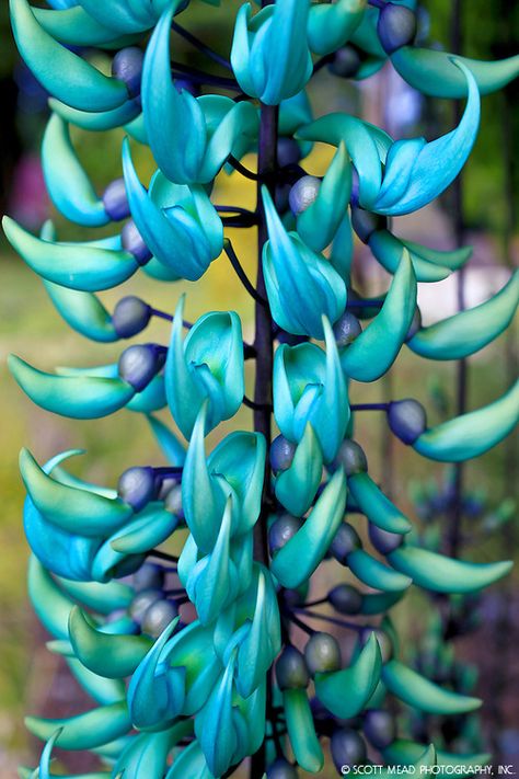 Jade Vine, Strange Flowers, Jade Plant, Garden Vines, Blue Jade, Jade Plants, Unusual Plants, Flower Essences, Unusual Flowers