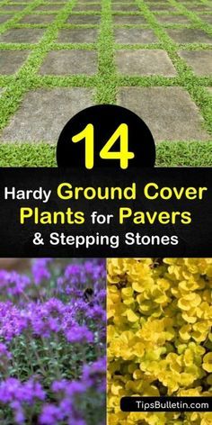 Blue Star Creeper, Flagstone Patios, Elfin Thyme, Creeping Plants, Groundcover Plants, Perennial Ground Cover, Lawn Alternatives, Soil Type, Flagstone Patio