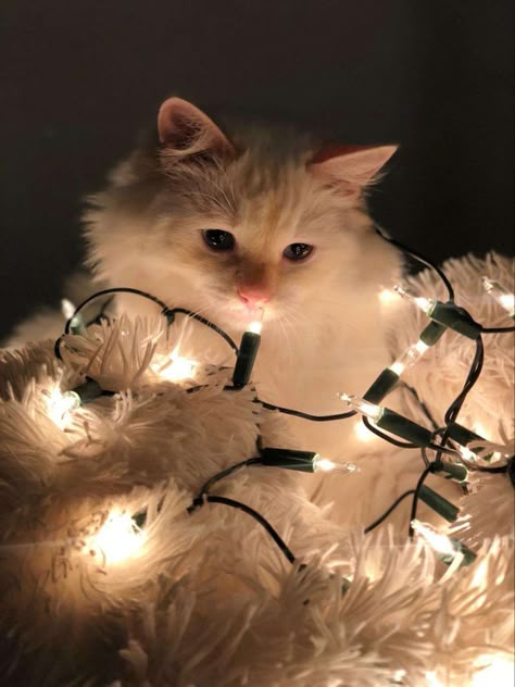 Childhood Christmas, Christmas Eve Traditions, Christmas Pfp, Merry Christmas Eve, Cat Humor, Oh Christmas Tree, Boost Your Mood, Cat Photography, Funny Cat Pictures