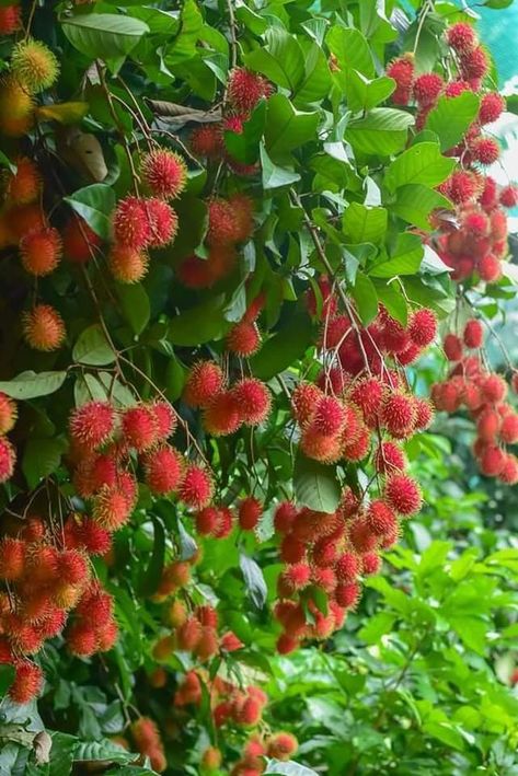 Rambutan Aesthetic, Tropical Fruit Trees, Bonsai Fruit Tree, Growing Fruit Trees, Garden Fruit, Fruits Photos, Farm Lifestyle, Cottage Garden Design, Home Garden Design