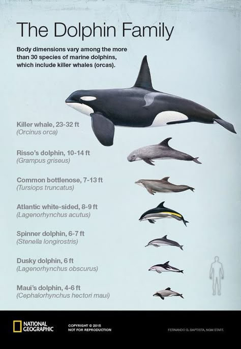 Dusky Dolphin, Dolphin Family, Water Animals, Orca Whales, Marine Biologist, Marine Mammals, Animal Facts, Narwhal, Marine Biology