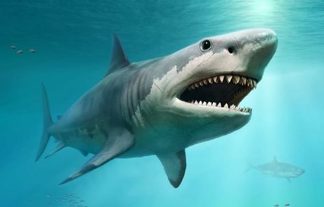 Meg 2, The Meg, Shark Pictures, Megalodon Shark, Bigger Boat, White Sharks, Shark Week, The Shark, Prehistoric Animals