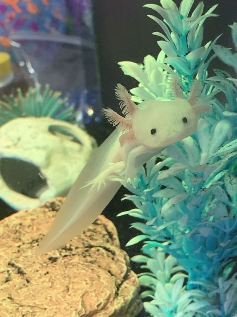 Axolotls Cute, Axolotl Photography, Axolotl Swimming, Axolotl Aesthetic, Axolotl Wallpaper, Pet Axolotl, Axolotl Tank, Axolotl Cute, Tattoo Nature