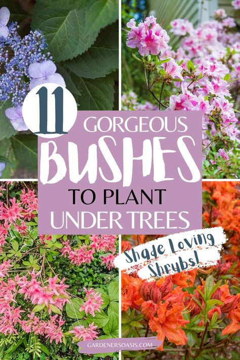 Shade Loving Shrubs: The Best Bushes To Plant Under Trees Bushes For Shaded Areas, Shade Bushes, Best Shrubs For Shade, Evergreens For Shade, Part Shade Flowers, Perennial Garden Design, Shade Loving Shrubs, Perennials Flowers, Plants Under Trees