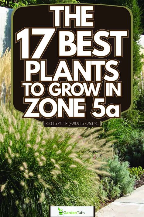 The 17 Best Plants to Grow in Zone 5a -20 to -15 °F (-28.9 to -26.1 °C) Zone 5 Perennial Garden, Zone 5 Garden Layout, Zone 5a Gardening, Zone 5 Flowers, Zone 5b Landscaping, Zone 5 Landscaping, Landscaping Zone 5, Zone 5 Perennials, Pnw Landscaping