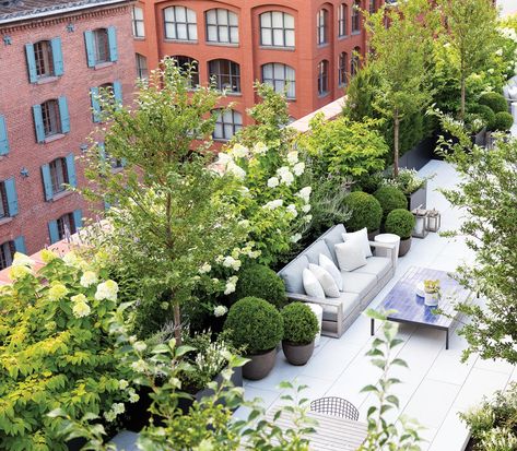 Plants On Roof Top, Rooftop Terrace Plants, Rooftop Gardens Design, Roof Top Gardens Ideas, Rooftop Plants Ideas, Urban Rooftop Garden, Roof Top Garden Ideas, Garden On Terrace, Roof Top Gardens