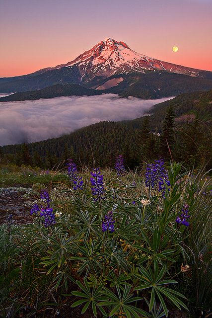 Sunset, Mt. Hood | Flickr - Photo Sharing! Fire Lookout, My Hood, Mount Hood, Mt Hood, Fantasy Places, Oregon State, Beautiful Photos Of Nature, West Side, Mountain Wedding