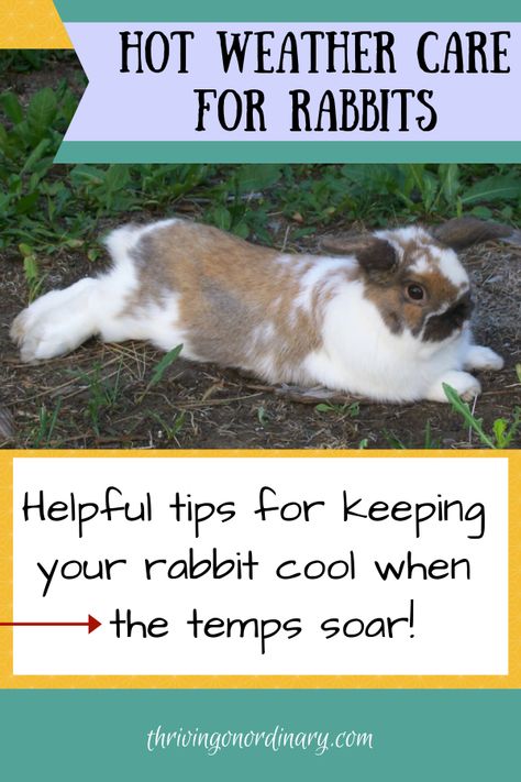 Keeping Rabbits Cool In Summer, How To Keep Rabbits Cool In Summer, Raising Rabbits For Fertilizer, Rabbit Run Ideas, Bunny Habitat, Rabbit Tips, Bunny Tips, Bunny Care Tips, Rabbits For Meat