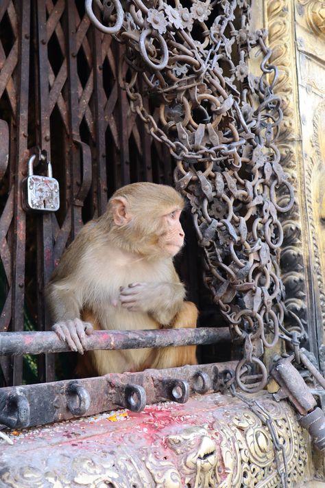 "Monkey Temple", Kathmandu, Nepal Kathmandu Nepal, Digital Portfolio, Nepal, Temple, Portfolio