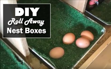 "DIY Roll Away Nest Boxes - the best way to prevent your eggs from breaking... #chickens #homestead #homesteading" Chicken Husbandry, Chicken Laying Boxes, Laying Boxes, Nesting Boxes Diy, Chicken Coops Ideas, Funky Chicken, Chicken Boxes, Best Egg Laying Chickens, Chicken Egg Rolls