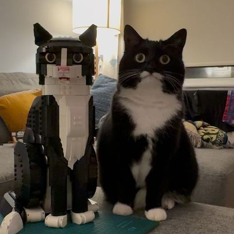 Jyn the Cat on Instagram: "We did NOT realise quite how similar it was going to be 😂

We’re thinking of getting a few black pieces to replace the nose and tip of the tail so it will be TRULY identical! In the meantime, tag @lego so they can see the Tuxedo Cat set come to life! 😁 

#mycatjyn #tuxedocat #catsofinstagram #catstagram #catlover #catlovers #catlife #cats_of_world #cats #instacat #cats_of_instagram #catloversclub #batcat #lego" Content Aware Scale Cat, Lego Tuxedo Cat, 2 Silly Cats, Cute Silly Cats, Cat Lego, Nerd Cat, Pet Raccoon, Dream's Cat, Tuxedo Cats