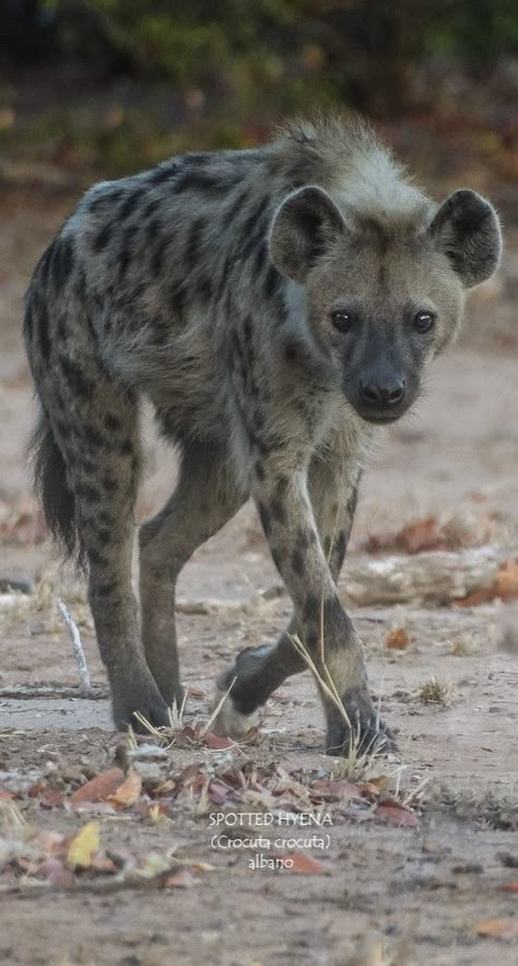 Carnivorous Animals, Spotted Hyena, African Wild Dog, Wild Dog, Wild Animals Pictures, Cool Animals, Animal Reference, Pretty Animals, Animal References