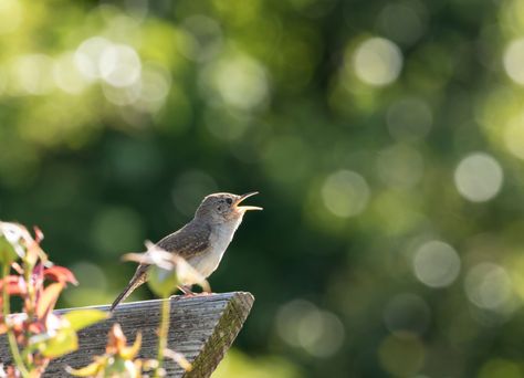 Bird Sounds, Being In Nature, Importance Of Water, Sounds Of Nature, Noise Pollution, Connection With Nature, Simple Canvas Paintings, Nature Science, Love Of Nature