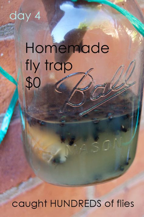 DIY fly trap that costs nothing. Use window screen to make the cone instead of paper if you're worried it will get soggy in the rain. House Fly Traps, Best Fly Trap, Flies Trap Diy, Homemade Fly Traps, Fruit Fly Trap Diy, Diy Fly Trap, Pallet Planters, Flies Outside, Bug Trap