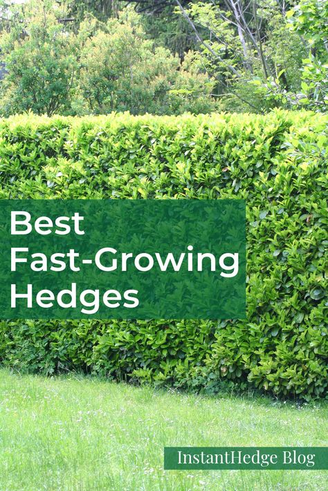 The fastest growing hedges provide privacy as quickly as possible by becoming tall and thick in just a few seasons. These are all good for growing as large hedges for privacy. | InstantHedge Blog #hedge #fastgrowinghedge #privacyhedge #privacyscreen #instanthedge Hedge Ideas Backyards, Pitch Apple Hedge, Best Screening Plants, Patio Privacy Landscaping Ideas, Hedge Bushes For Privacy, Hedges In Front Of House For Privacy, Hedge Fence Privacy, Backyard Hedge Fence, Best Plants For Hedges