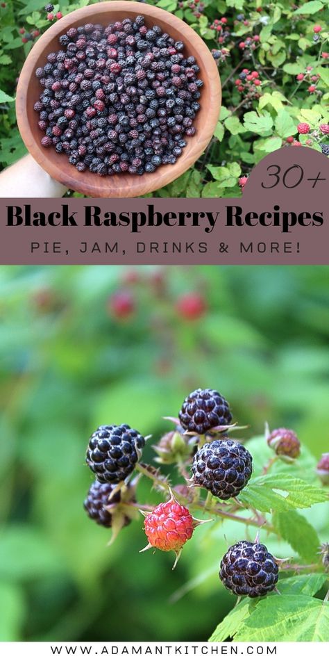 Infuse your homemade desserts with the vibrant flavor of black raspberries in our collection of over 30 recipes. Perfect for Berry Recipes for Desserts, canning black raspberries, and creating luscious sauces, this collection will enhance your summer seasonal recipes and introduce you to new culinary adventures. Black Raspberry Syrup Recipe, Black Cap Berry Recipes, Wild Berry Recipes, What To Do With Fresh Picked Raspberries, Black Raspberry Scones, Black Rasberry Deserts, Blackcap Raspberry Recipes, Black Raspberry Crisp, Recipes With Black Raspberries