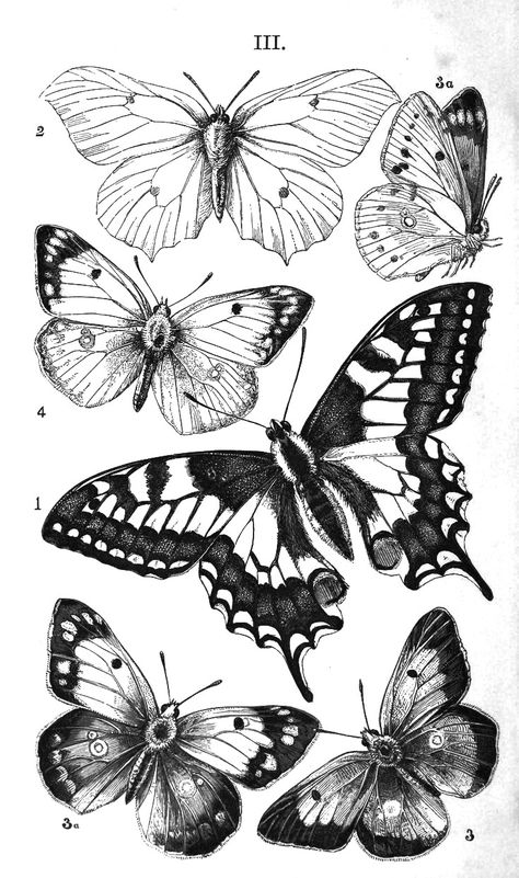 Swallow Tail Butterfly Drawing, Swallowtail Butterfly Tattoo, Butterflies Simple, White Butterfly Tattoo, Borboleta Tattoo, Butterfly Black And White, Knee Tattoo, Butterfly Drawing, White Pencil