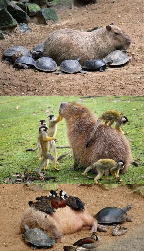 Why Do Small Creatures Love Capybaras so Much? Warm Fuzzies, Animals Friendship, Funny Animal Memes, Animal Jokes, On The Ground, Funny Animal Pictures, An Animal, Cute Little Animals, 귀여운 동물