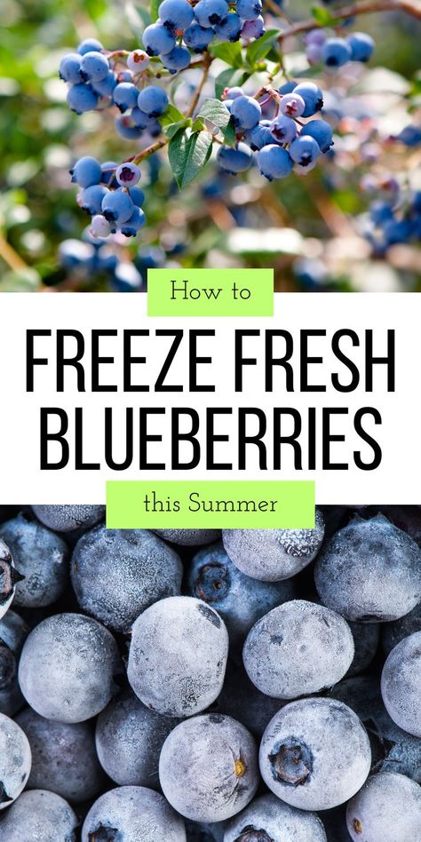 Don't miss this step by step guide for freezing fresh blueberries! Fresh blueberries are great for preserving--even for newbies it is a super simple process to freeze them--the RIGHT WAY! How To Freeze Blueberries, Freeze Blueberries, Farmers Market Recipes, Freezer Cooking, Frozen Blueberries, Homemade Food, Preserving Food, Step By Step Guide, Super Simple