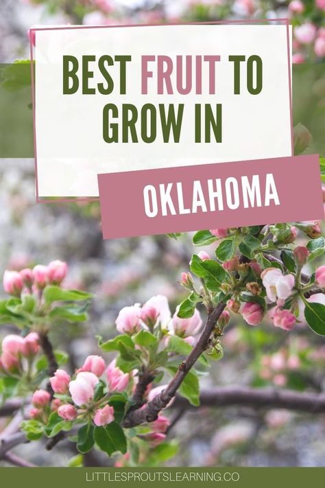 Oklahoma Flowers, Fruit Tree Planting, Zone 7 Gardening, Planting Apple Trees, Oklahoma Garden, How To Grow Grapes, Home Exterior Landscaping, Oklahoma Gardening, Fruit Tree Pruning