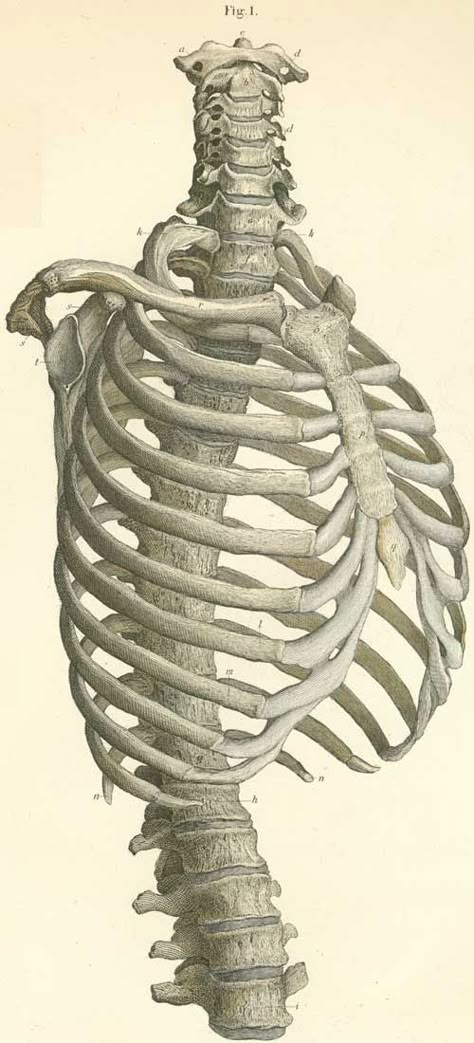 The vertebrae of the thorax, with the cervical, lumbar and shoulder; on the right side and seen from the front. Spine Reference, Anatomy Pictures, Human Torso, Skeleton Anatomy, Male Figure Drawing, Leipzig Germany, Human Figure Drawing, Human Skeleton, Human Anatomy Art