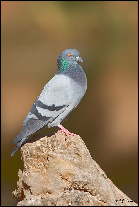 rock pigeon Rock Pigeon, Pigeon Breeds, Dark Blue Grey, Kinds Of Birds, Bird Wallpaper, Black Bar, April 6, The Wings, Bird Feathers