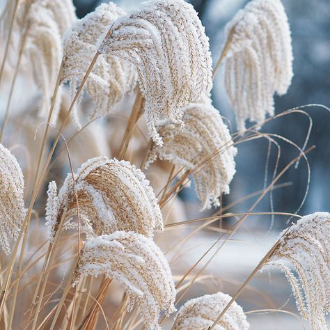 Great plants for winter: These 5 tough plants keep the garden beautiful while you rest and get ready for spring. Garden Winter, No Grass Backyard, Backyard Trees, Winter Gardens, Winter Gardening, Trendy Plants, Ornamental Grass, Winter Plants, Grasses Garden