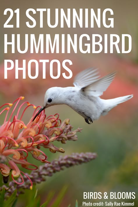 Pics Of Hummingbirds, Images Of Hummingbirds, Hummingbird Images Pictures, Pictures Of Hummingbirds With Flowers, Hummingbird Photos Wildlife Photography, Hummingbird Pictures Photography, Hummingbird Pictures Art, Pictures Of Hummingbirds, Hummingbird Pictures Amazing Photos