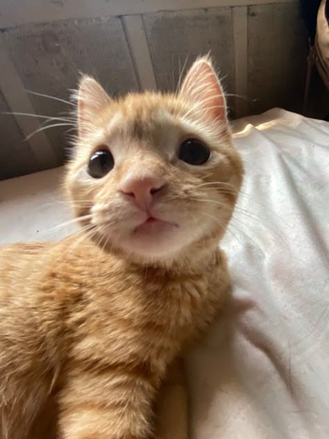 a silly orange cat looking at the camera with not a single thought behind those eyes Silly Kitties, Silly Animals, Little Animals, I Love Cats, Orange Cat, Silly Cats, Meow Meow, Cute Little Animals, Kitty Cats