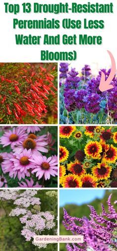 Full Sun Perrenials Drought Tolerant, Drought Resistant Cottage Garden, Drought Resistant Perennials, Heat Resistant Flowers, Zone 7 Perennials Garden Ideas, Drought Resistant Flowers, High Altitude Landscaping, Full Sun Drought Tolerant Plants, Drought Tolerant Landscape Backyard