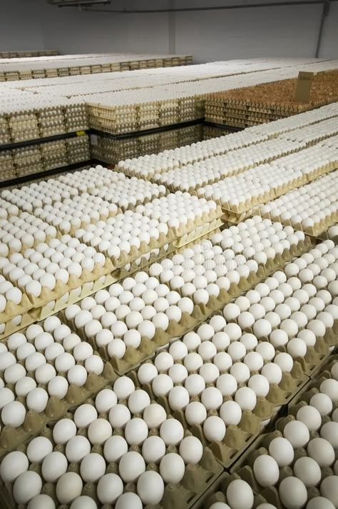 Warehouse egg from the farm to the grocery store. Full warehouse egg from the fa #Sponsored , #SPONSORED, #SPONSORED, #egg, #grocery, #warehouse, #farm Egg Business, Agriculture Pictures, Egg Farm, Architecture Jobs, Eggs Image, Living Off Grid, Vegetable Pictures, Farmhouse Style Bedrooms, Farming Business