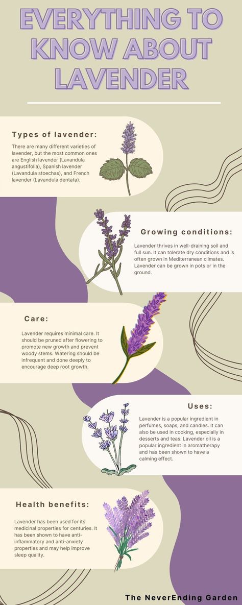 Lavender Plant Benefits, Lavender Plant In Bathroom, Benefits Of Lavender Plants, Facts About Lavender, Health Benefits Of Lavender, How To Care For Lavender Plants Indoors, Lavender Plant Care Indoor, Lavender Growing Tips, Lavender Care Plants Tips