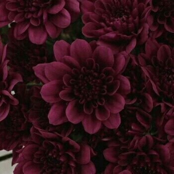 Maroon Aesthetic, Burgundy Aesthetic, Burgundy Flowers, Flower Spray, Red Aesthetic, Burgundy Color, Aesthetic Photo, Pretty Flowers, Dahlia