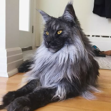 14 Facts You Didn’t Know About Maine Coon Cats - The Paws Maine Coone, Grey Cat, Here Kitty Kitty, Kitty Kitty, Warrior Cats, Maine Coon, Pretty Cats, Kitty Cats, Beautiful Cats