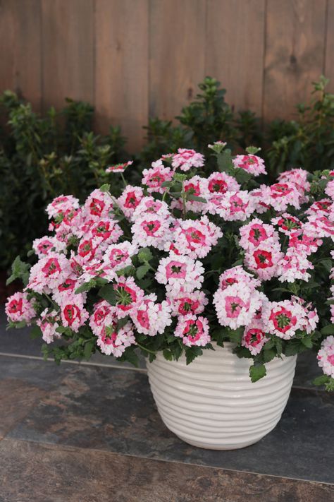 Verbena - The Ultimate Growing Guide | Proven Winners Proven Winners Containers, Verbena Flower, Verbena Plant, Proven Winners Perennials, Proven Winners Plants, Panicle Hydrangea, Texas Gardening, Order Flowers Online, Proven Winners