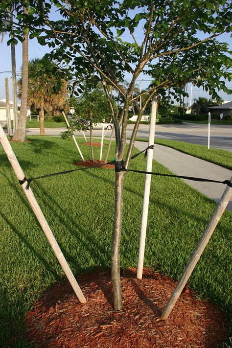 When to Remove Stakes from a Tree - Horticulture Tree Stakes Ideas, Staking Young Trees, Tree Support Ideas, Pot Tree, Planting Fruit, Tree Grate, Planting Fruit Trees, Tree Stakes, Old Wives Tales