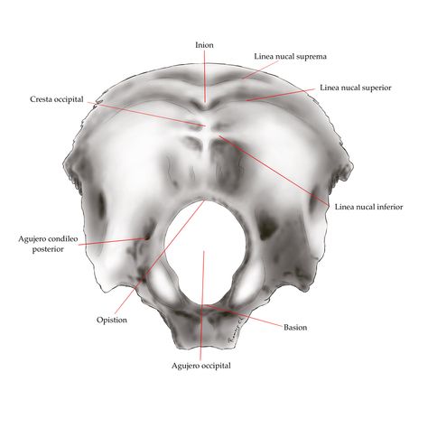 Occipital Bone, Bones, Movie Posters, Art, Film Posters