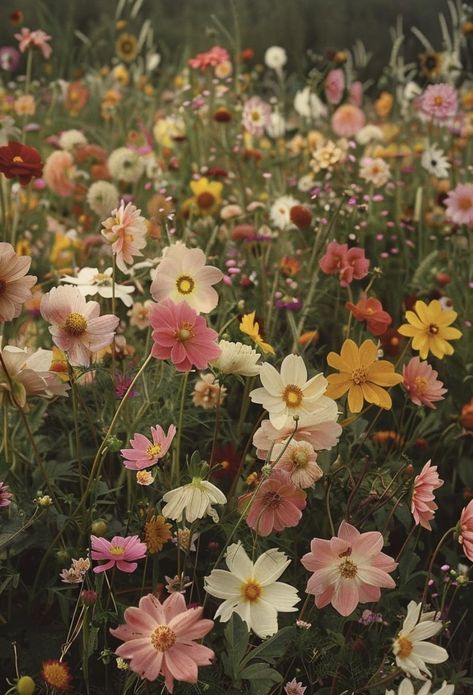 New England Wildflowers, Flowerbed Aesthetic, Garden Moodboard Aesthetic, Floral Garden Aesthetic, Wildflower Garden Aesthetic, Alisha Core Aesthetic, Wild Flower Fields, Vintage Wildflower Aesthetic, Wildflower Field Wedding