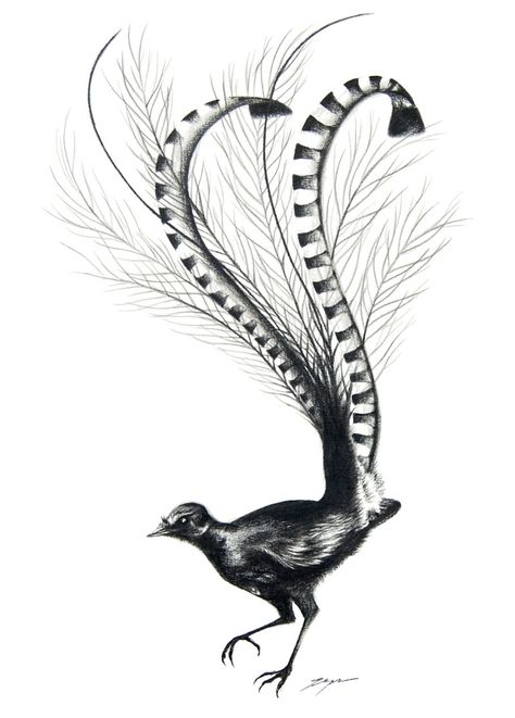 Lyre Bird, Bird Line Drawing, Bird Tattoo Sleeves, Cloud Tattoo Design, Grey Ink Tattoos, Symbols Of Strength Tattoos, Project Illustration, Pyrography Designs, Becoming A Tattoo Artist