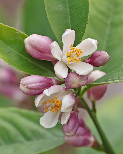 Meyer lemon in bloom Meyer Lemon Tree, Indoor Flowering Plants, Lemon Flowers, Lemon Blossoms, Winter Plants, Meyer Lemon, Flower Food, Lemon Tree, The Secret Garden