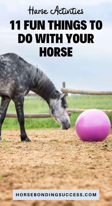 Horse Activities - 11 Fun Things To Do With Your Horse Things To Do With Your Horse When You Cant Ride, Fun Horse Activities, Horse Bonding, Horse Obstacle Course Ideas, Horse Enrichment, Toys For Horses, Horse Tricks, Horse Activities, Horse Obstacles