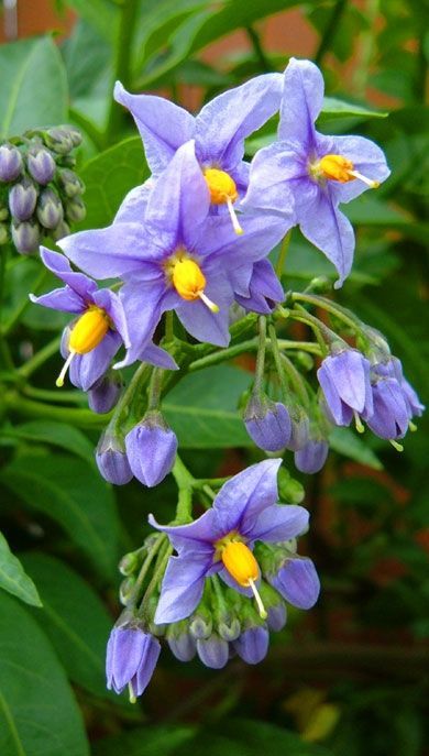 Nightshade Flower Drawing, Nightshade Flower Tattoo, Deadly Nightshade Flower, Potato Tattoo, Deadly Flowers, Belladonna Flower, Nightshade Flower, Nightshade Plant, Poison Garden