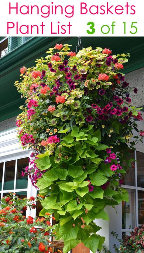 Potted Plant Design Ideas, Shade Baskets Hanging, Hanging Basket Flower Ideas, Begonia Hanging Basket Ideas, Creative Flower Beds, Making Hanging Flower Baskets, Covered Patio Plants In Pots, Low Porch Landscaping, Window Baskets Ideas