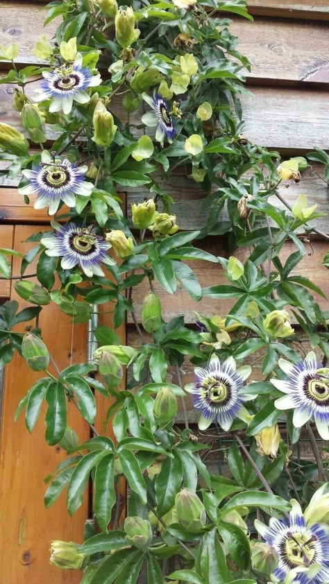 Passion Fruit Flowers, Passion Fruit Plant Trellis Garden Ideas, Passionfruit Plant, Passion Fruit Garden, Passion Fruit Tree, Trellis For Cucumbers, Trellis Ideas Garden, Passion Fruit Vine, Outdoor Trellis Ideas