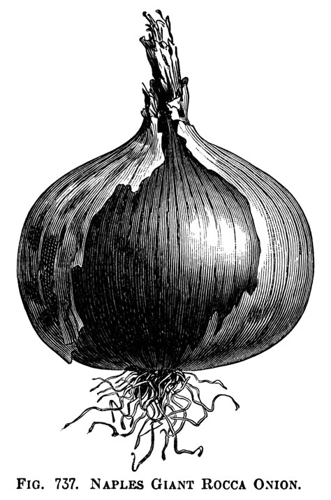 black and white clipart, onion illustration, printable vegetable graphics, vintage garden clip art, naples giant rocca, queen onion Onion Illustration, Onion Drawing, Vegetable Illustration, Graphics Vintage, Engraving Illustration, Object Drawing, Old Design, Black And White Vintage, Clip Art Vintage