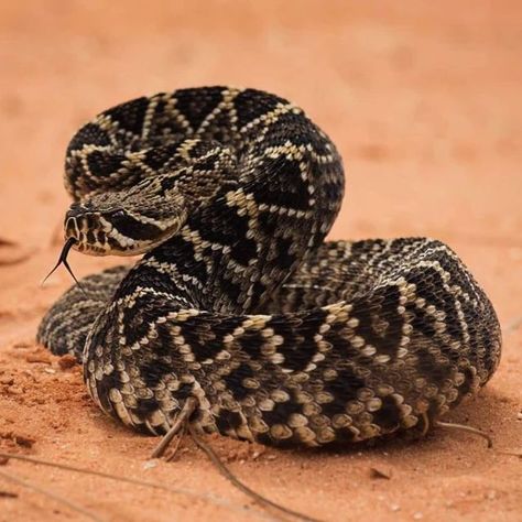 The black-tailed rattlesnake a venomous pit viper species with a black tail that lives in the southwestern United States and Mexico. Their range includes rocky outcrops, canyons, and cliffs in the mountain ranges of Arizona, New Mexico, and Texas, as well as the Mexican Plateau, Mesa Del Sur, and Oaxaca, Mexico. #BlackTailedRattlesnake #Reptiles #Animals #Wildlife Source: Pinterest Pit Viper, Mountain Ranges, Mountain Range, New Mexico, Reptiles, The Mountain, Rocky, Arizona, Texas