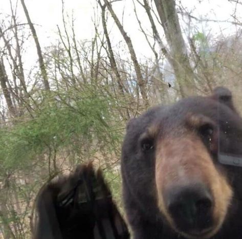 From A Friend Of A Friends Kitchen Window This Morning In NY Cute Bear Pfp, Bear Pfp, Saying Hi, Cute Bear, Cute Bears, Selfies, Humor, Memes, Humour